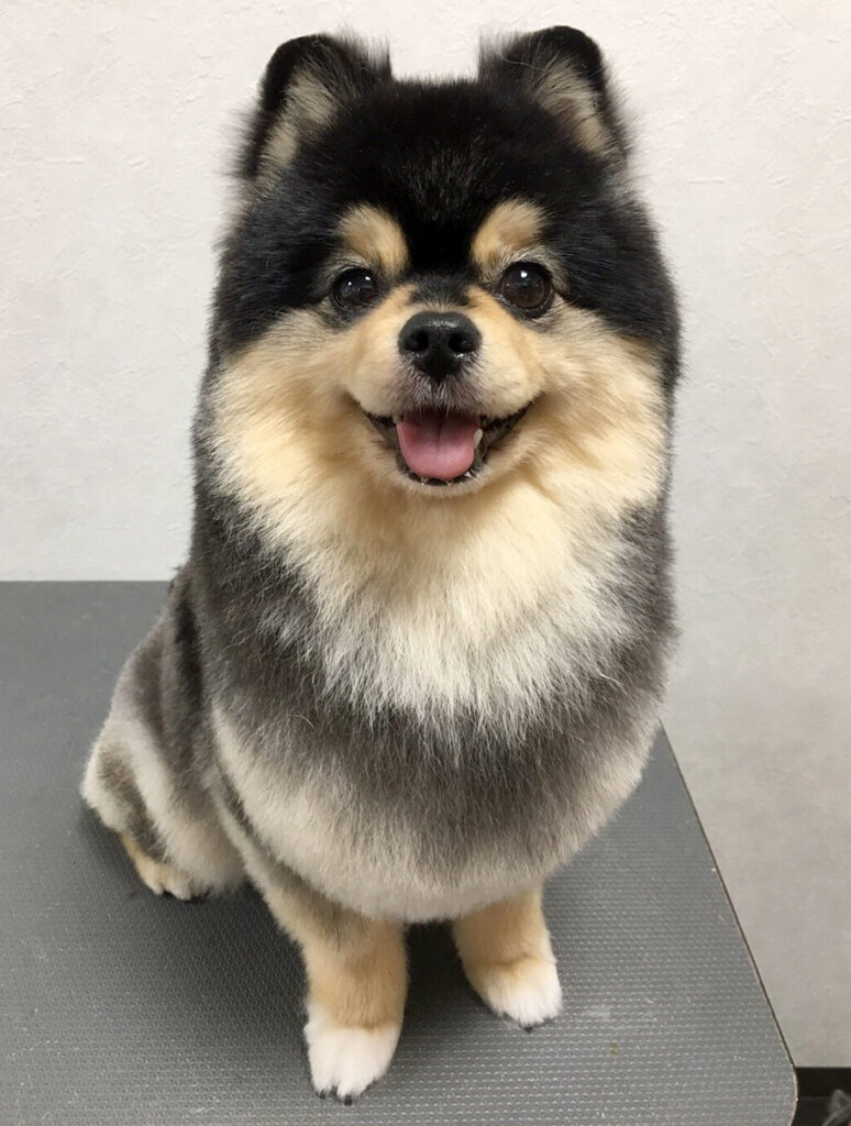 ポメラニアンのスタイル