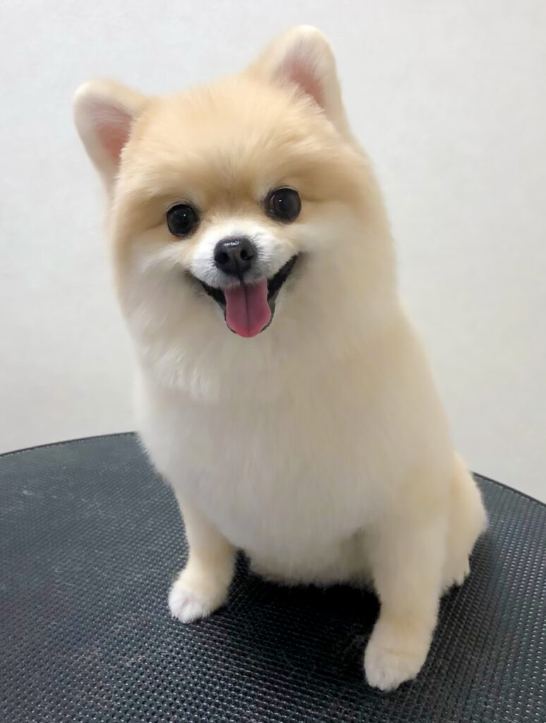 ポメラニアンのスタイル
