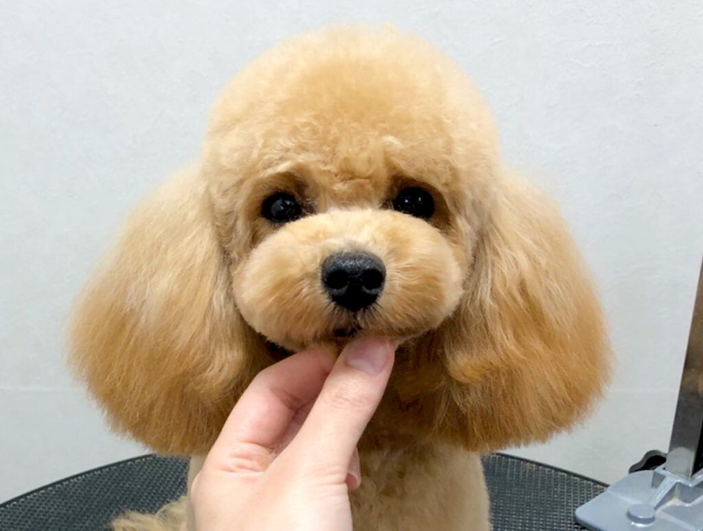 トイプードルのスタイル