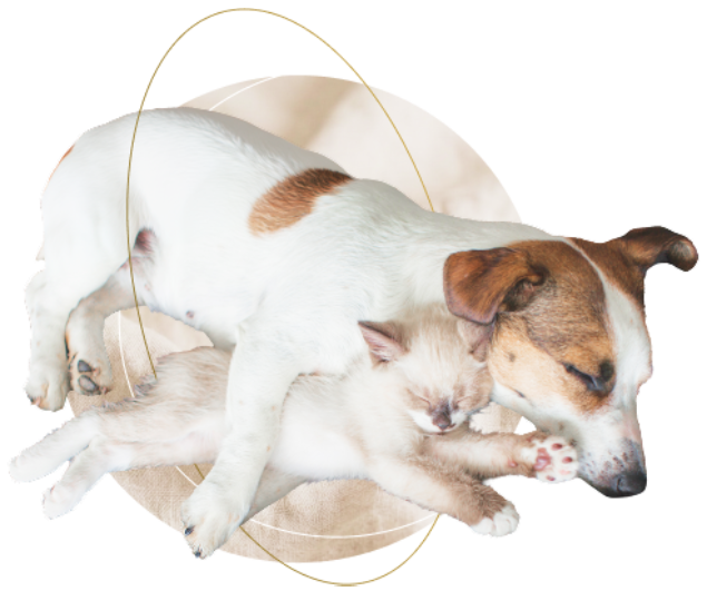 Dogs and cats ｜BLISS