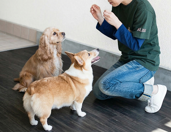 dog training class ｜BLISS