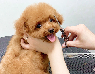 dog_salon dog salon |BLISS