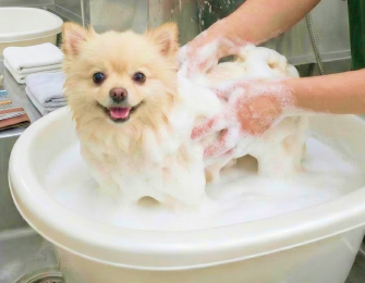 nanobubbles ｜BLISS
