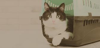 猫のペットホテル