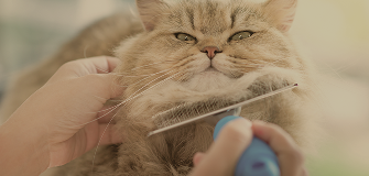 猫のトリミング