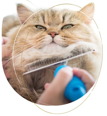 toyosu cat trimming ｜BLISS