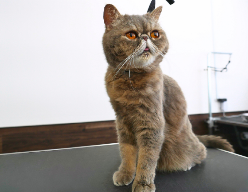 bliss cat sec ｜BLISS