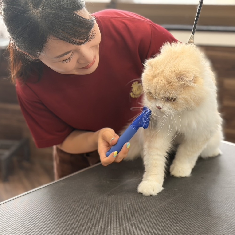 トリマーが猫を青いブラシでブラッシングしている様子